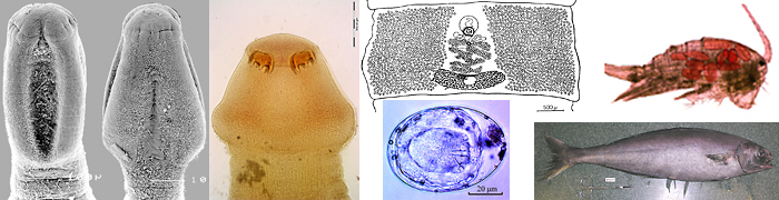 Bothriocephalidea_header
