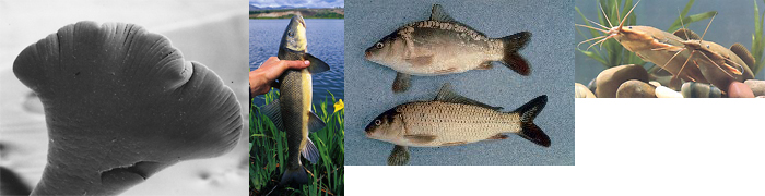 Caryophyllidea_header