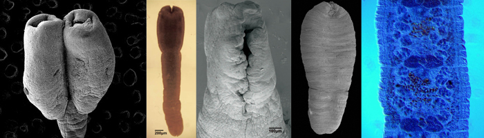 Diphyllobothriidea_header