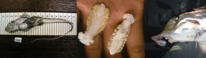 Gyrocotylidea_header