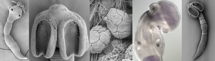 Lecanicephalidea_header