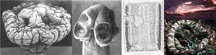 Proteocephalidea_header