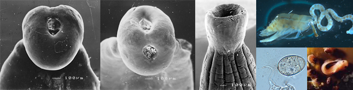 Spathebothriidea_header