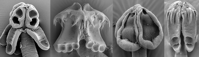 Tetraphyllidea_header