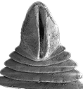 Diphyllobothriidea