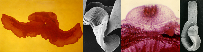 Catenotaeniidae_header