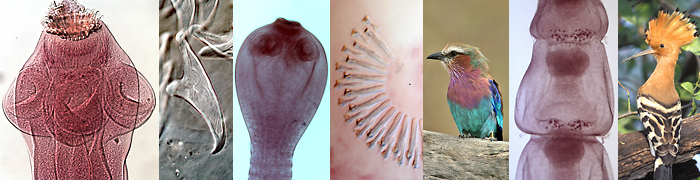 Paruterinidae_header