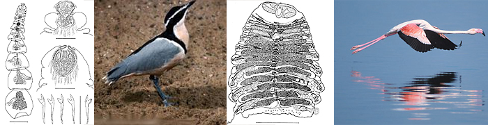 Progynotaeniidae_header